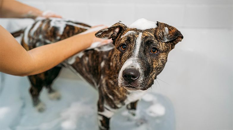 Choosing Right Dog Shampoo