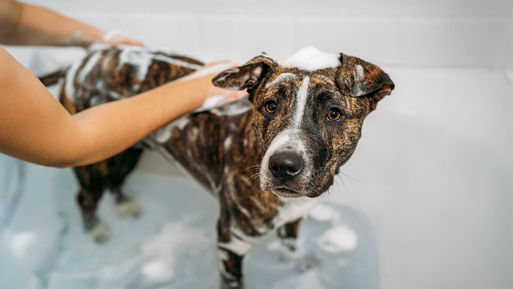 Choosing Right Dog Shampoo