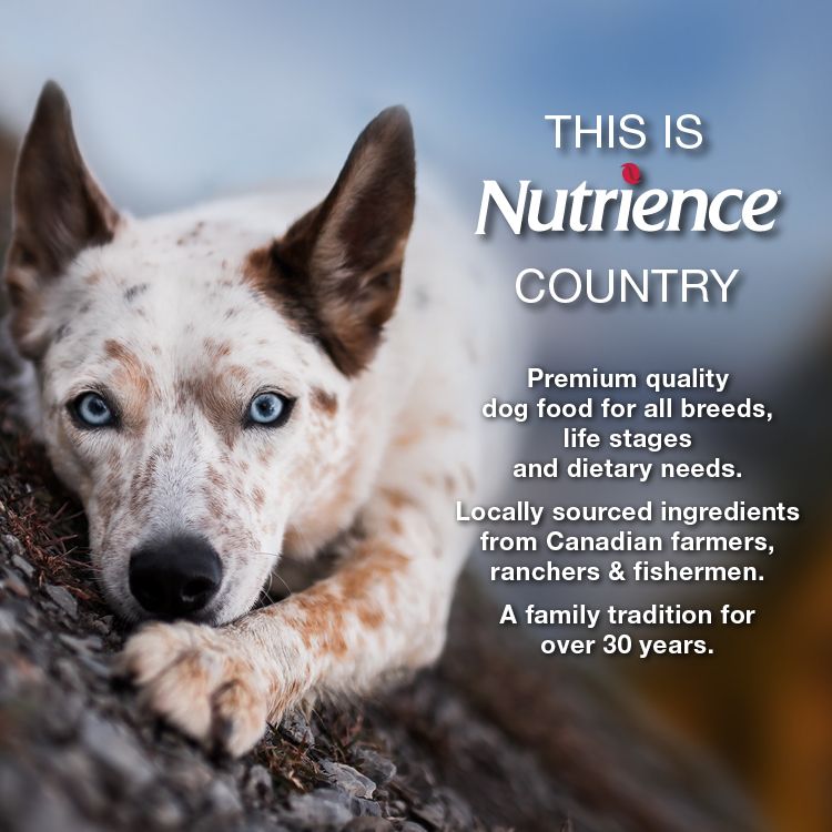 Nutrience hotsell dog food