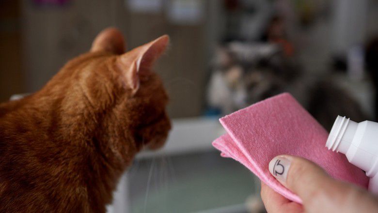 Pet owner cleaning pet stains and odors with a cloth spray cleaner near a cat