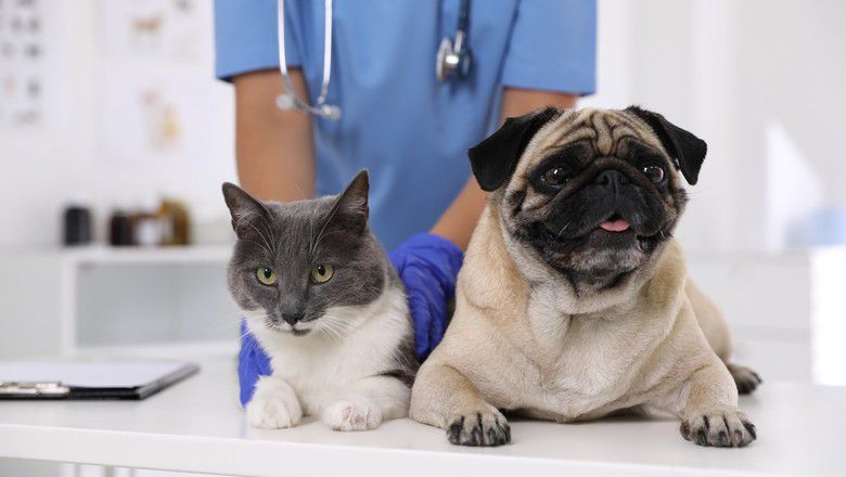 Cat and pug dog at a veterinary clinic with a veterinarian in the background