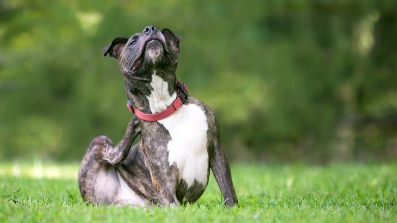 Dog scratching itchy skin outdoors on grass