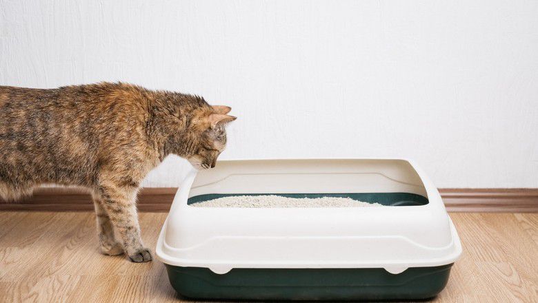 cat sniffing litterbox