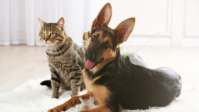 Tabby cat and German shepherd puppy sitting together indoors on a rug