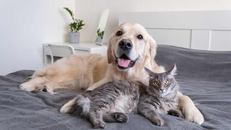 Golden retriever dog and gray cat relaxing together on a bed