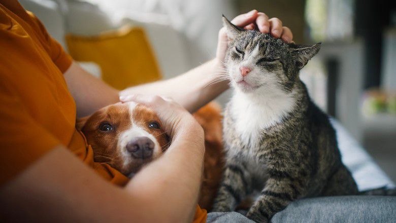 Owner pets dog and cat while sitting on the couch