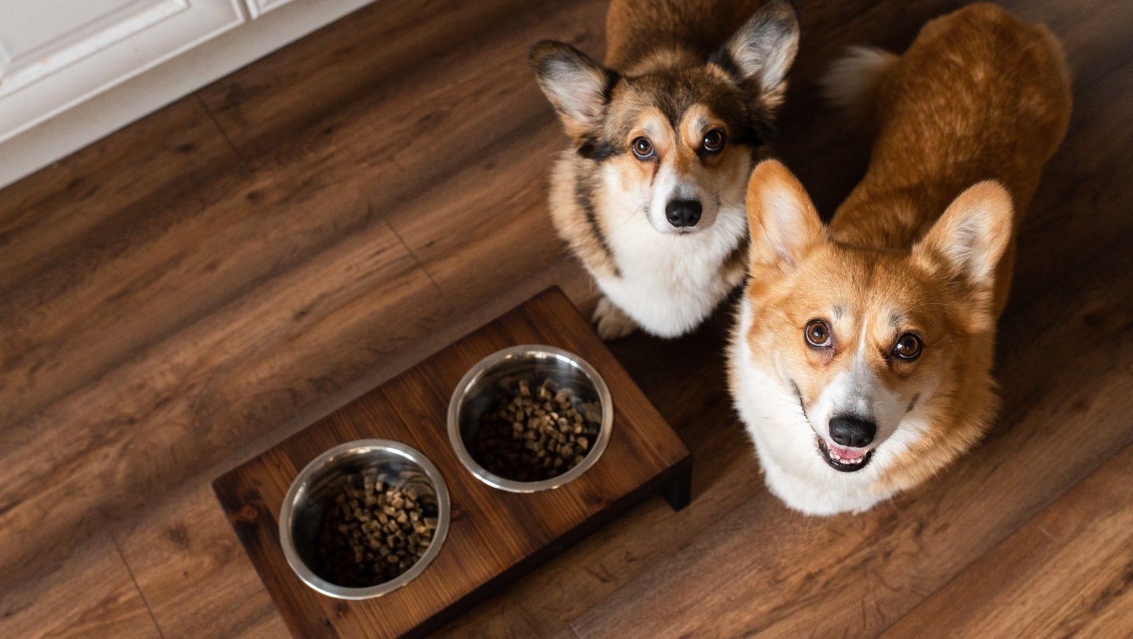 Two corgi dogs sitting beside bowls of dry dog food waiting to eat