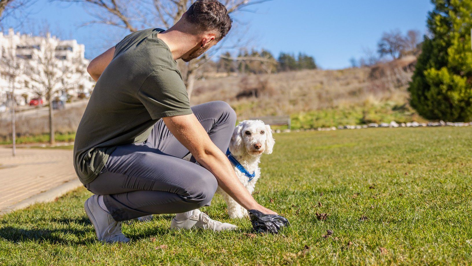 Pet owner picking up dog waste while walking a small white dog in the park