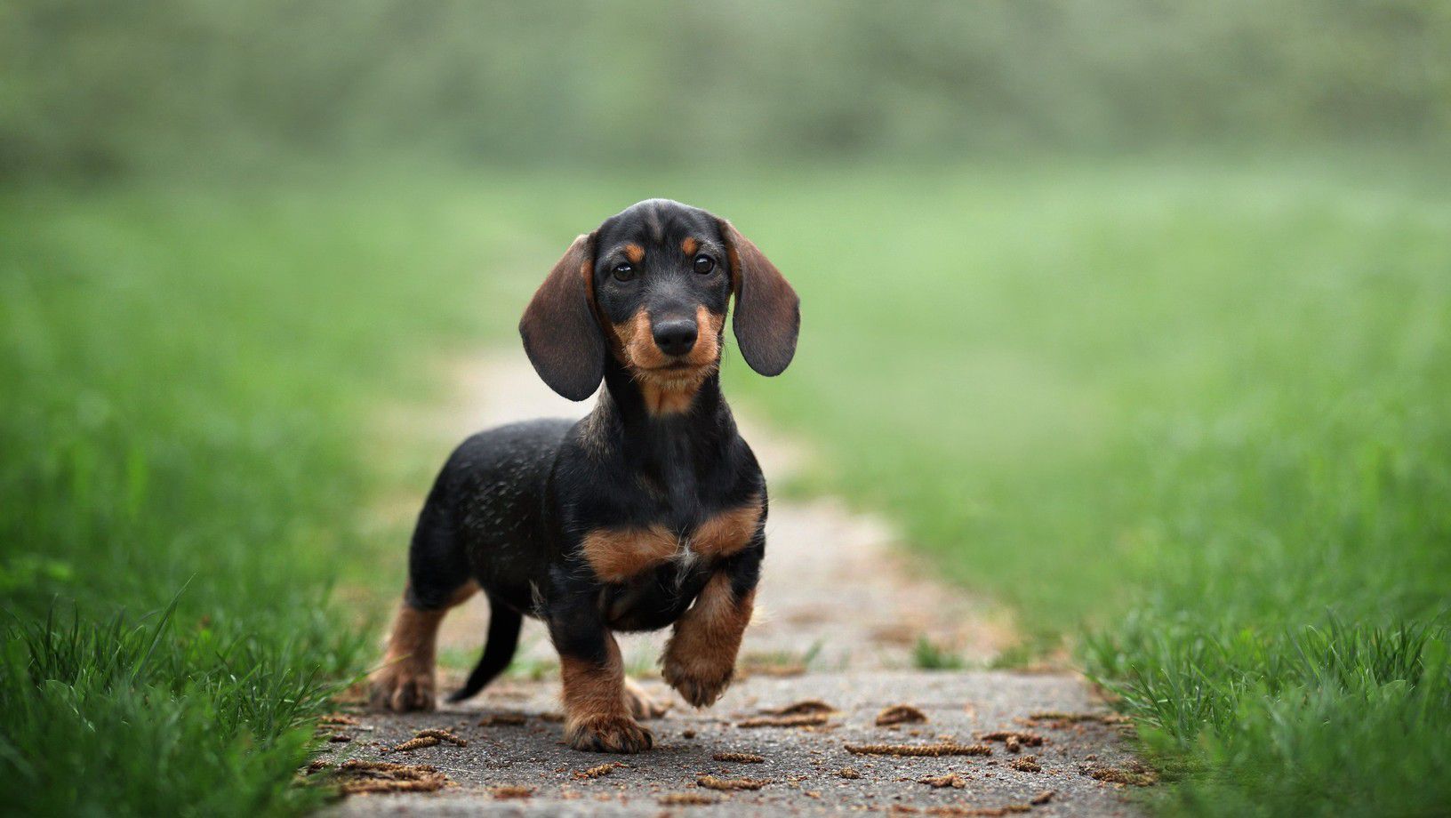 Dachshund puppy walking on a path outdoors