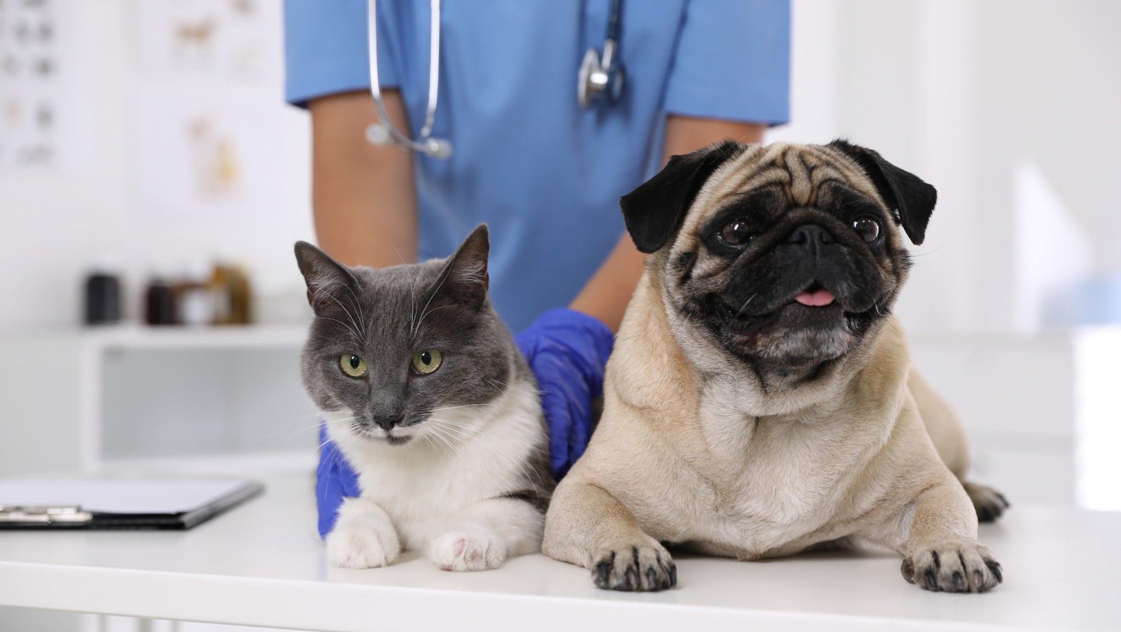 Cat and pug dog at a veterinary clinic with a veterinarian in the background
