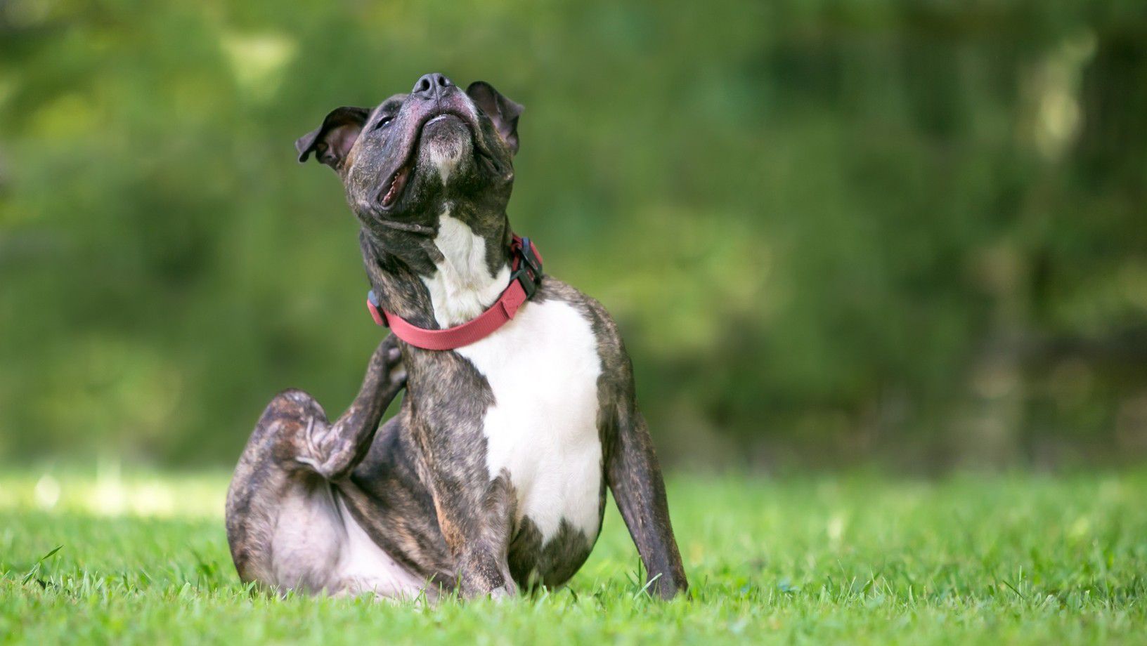 Dog scratching itchy skin outdoors on grass