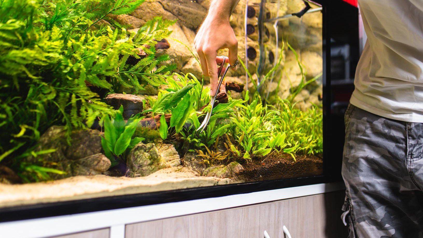 Person trimming and maintaining plants inside a freshwater fish tank aquarium