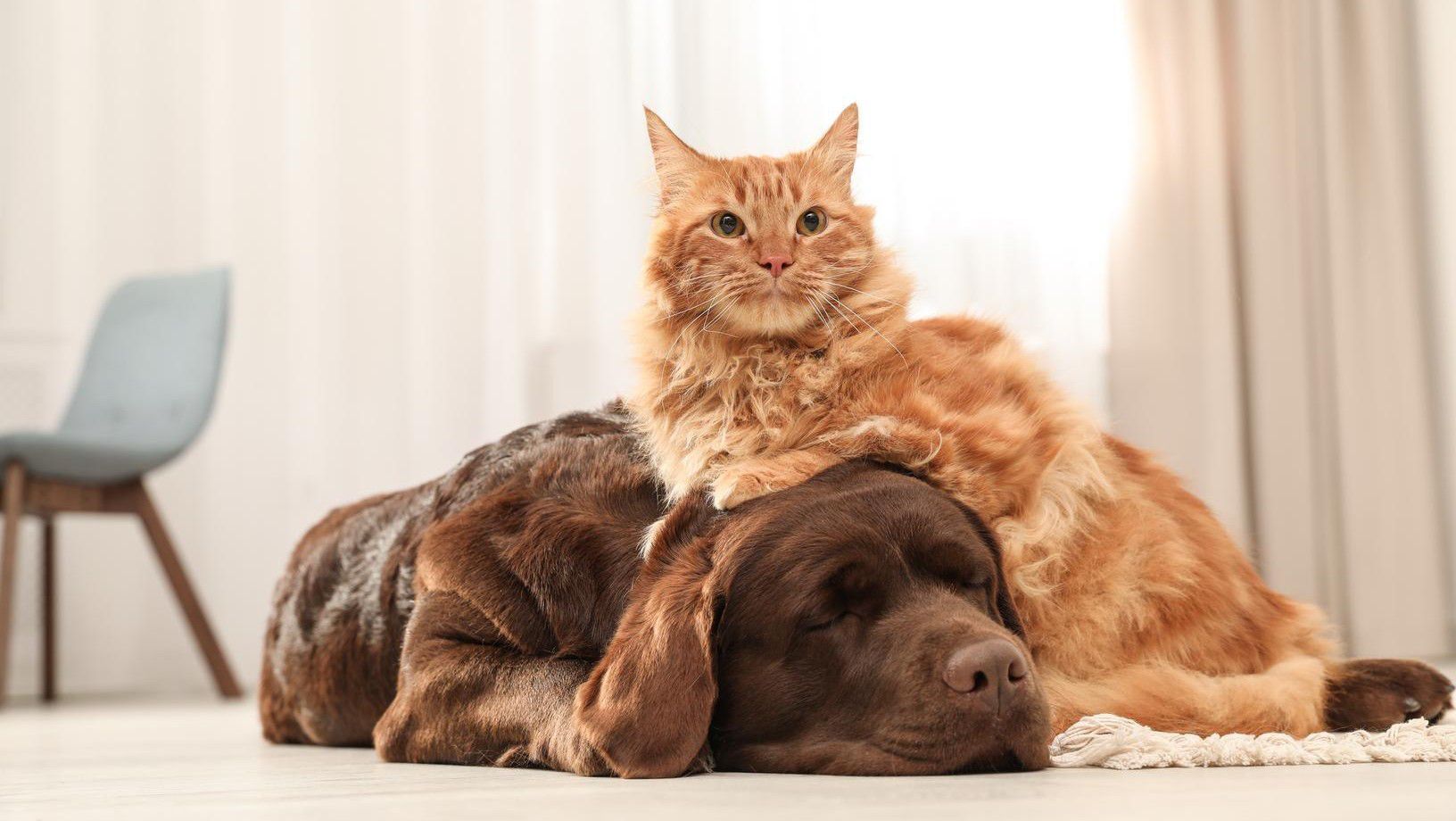 Dog and cat cuddling together at home