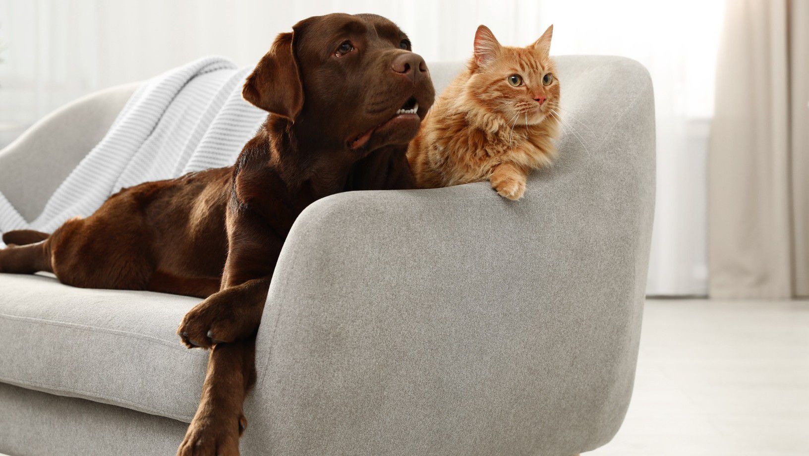 Dog and cat relaxing together on a couch