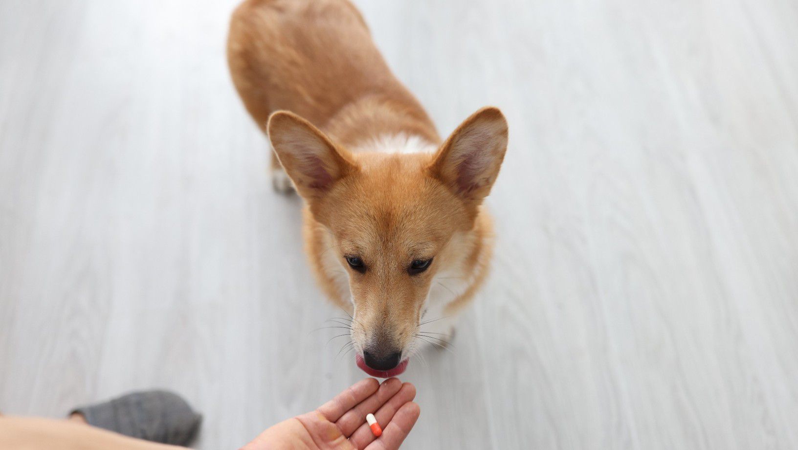 Pet parent giving dog a pill