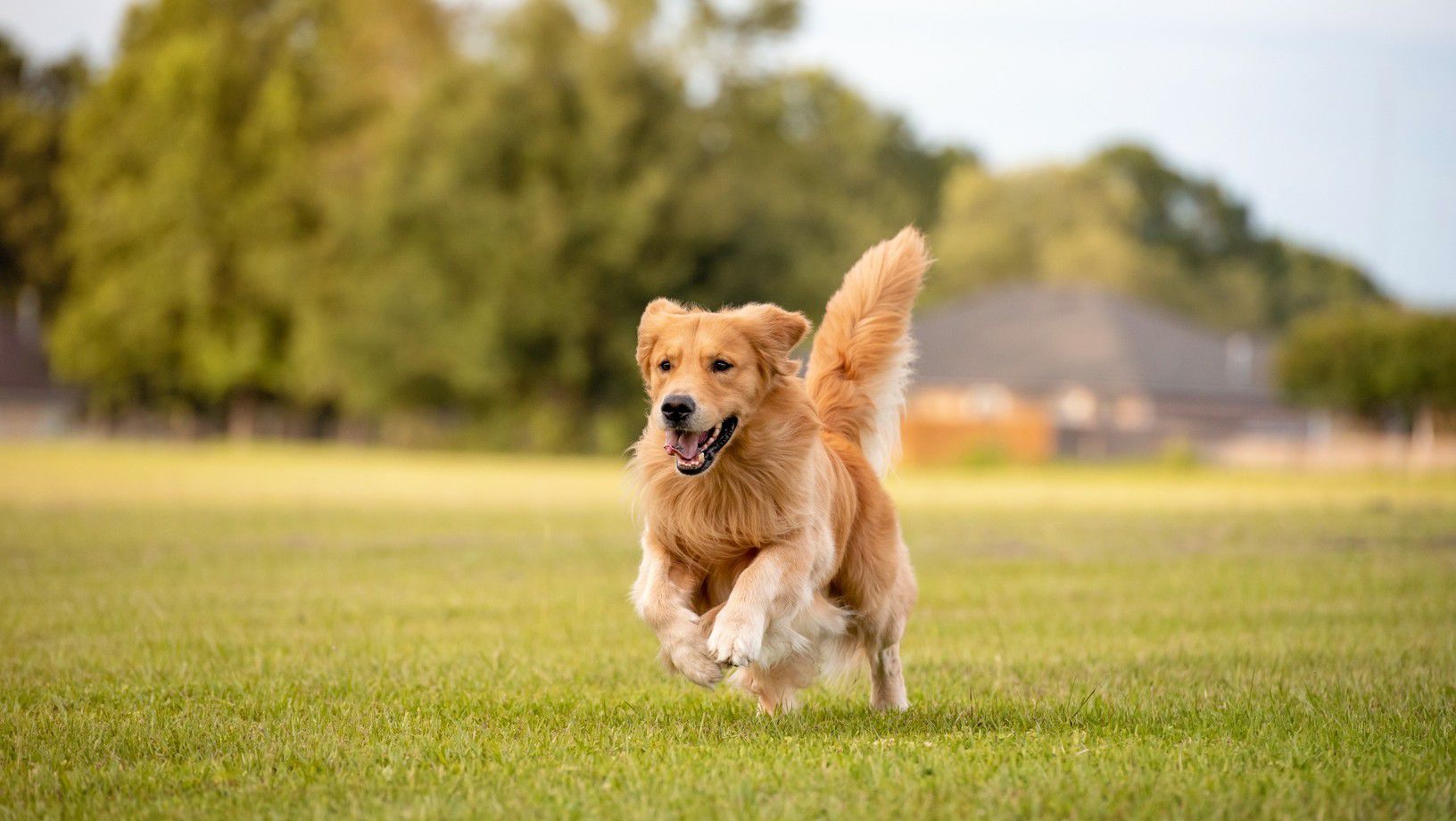 Golden retriever running through grass outdoors
