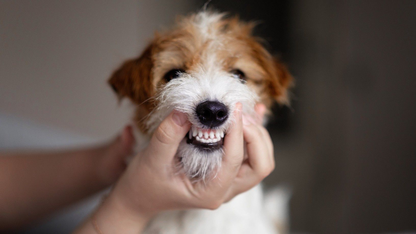 Pet owner checking a puppy’s teeth for dental care and oral health