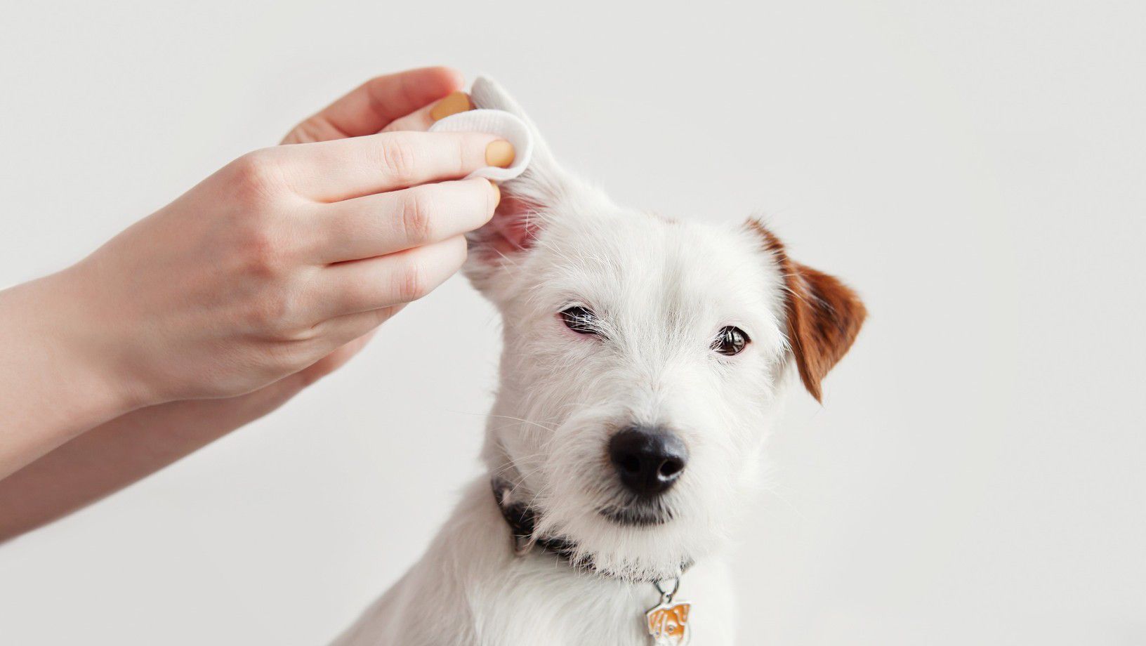 dog getting its ear cleaned