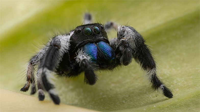 Regal Jumping Spider 3 Card Image