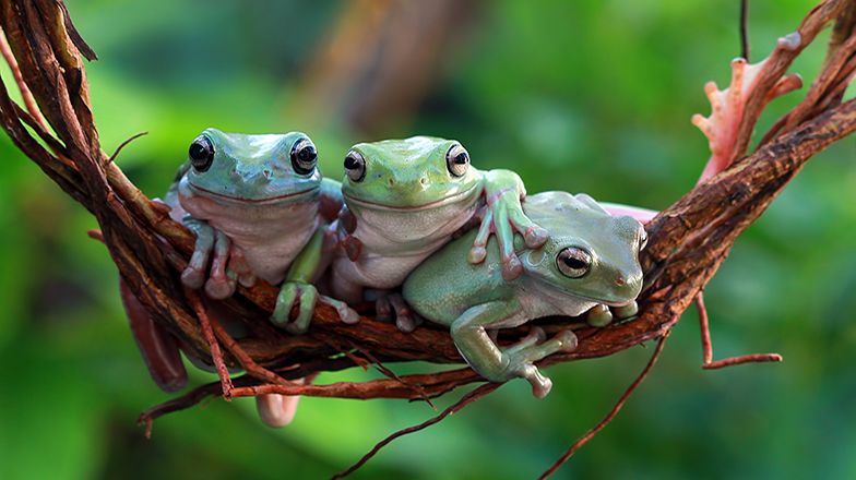 Whites Dumpy Tree Frog 3 Card Image