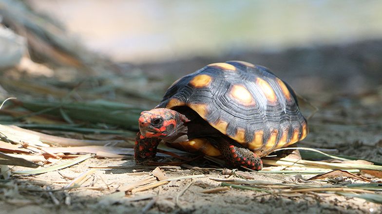 Red Foot Tortoise 3 Card Image