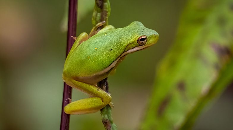 Green Tree Frog Care Guide 3 Card Image