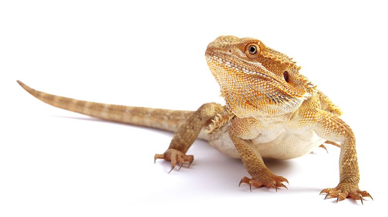 Bearded Dragon Care Guide 3 Card Image