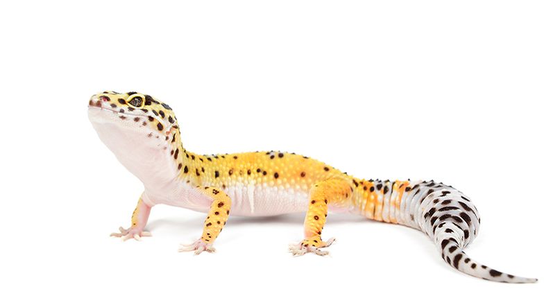 Leopard Gecko Care Guide 3 Card Image