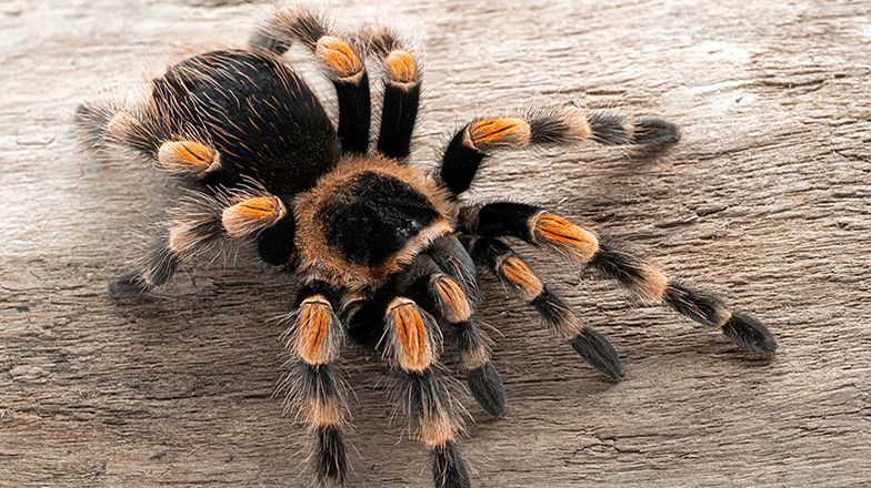 Scorpion Tarantula Care Guide 3 Card Up Image