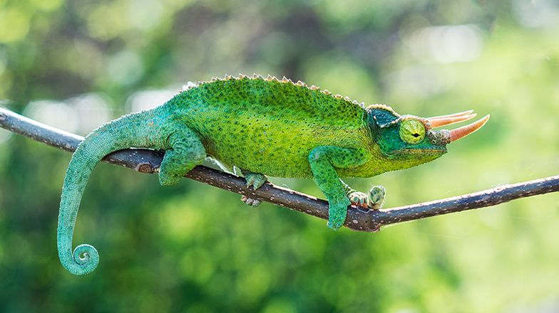 Jackson Chameleon Care Guide 3 Card Image