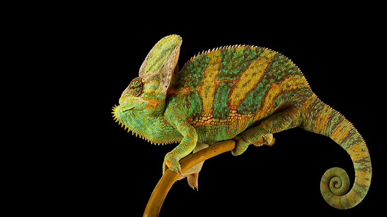 Veiled Chameleon Care Guide 3 Card Image