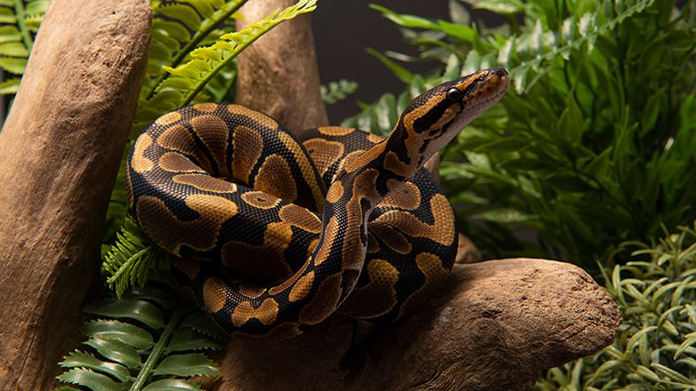 Ball Python Care Guide 3 Card Image