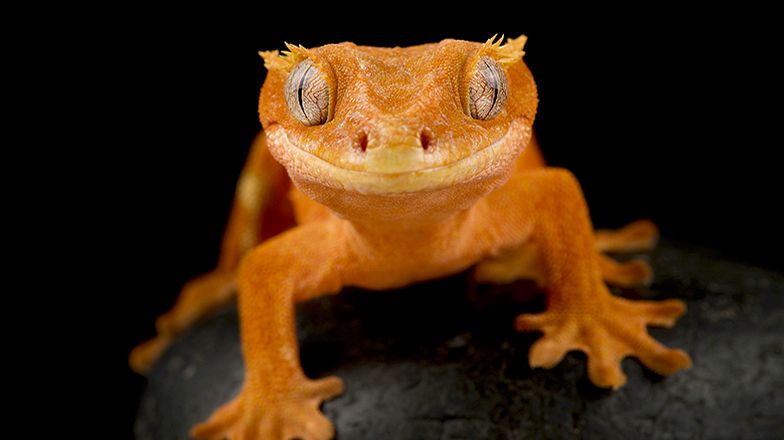 Crested Gecko Care Guide 3 Card Image