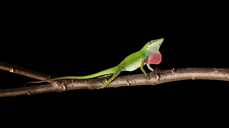Anole Care Guide 3 Card Image