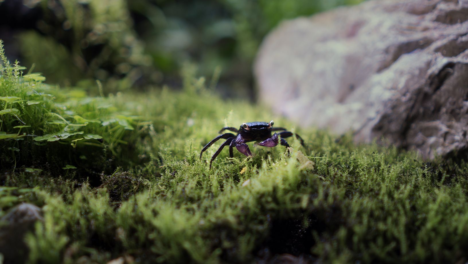 Black anthro in green grass Hero Image