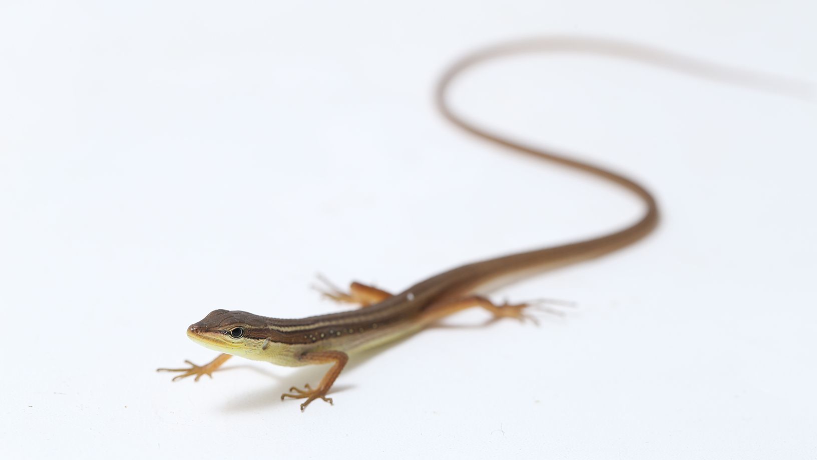 Long Tailed Lizard Care Guide Article Hero Image