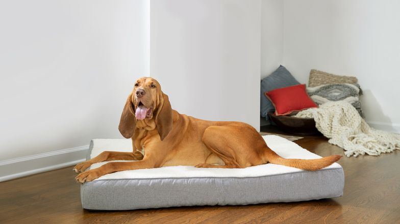 Large dog lying on an orthopedic dog bed in a living room.