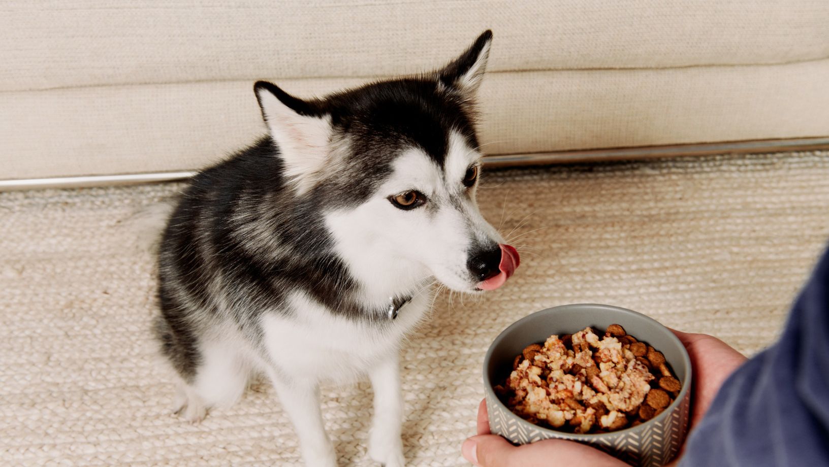 Husky dog being offered a bowl of dog food indoors.