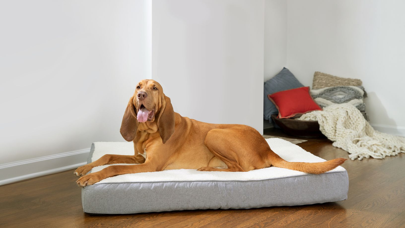 Large dog lying on an orthopedic dog bed in a living room.