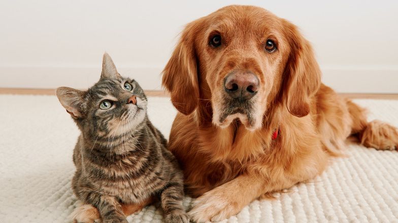 Dog and cat lying together