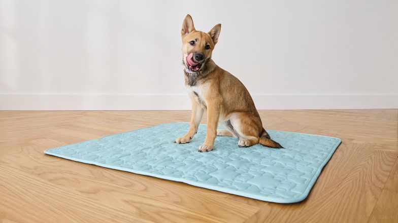 Dog using a puppy pee pad for indoor potty training