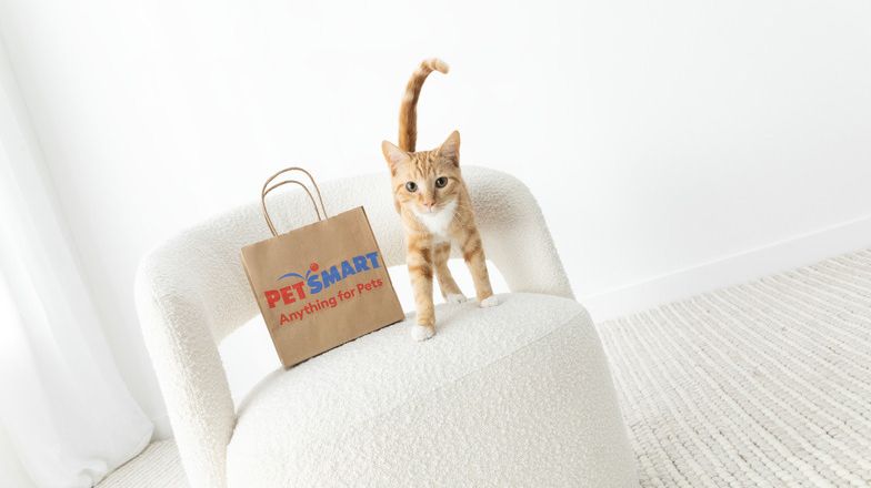 Orange cat standing on a chair next to a PetSmart shopping bag