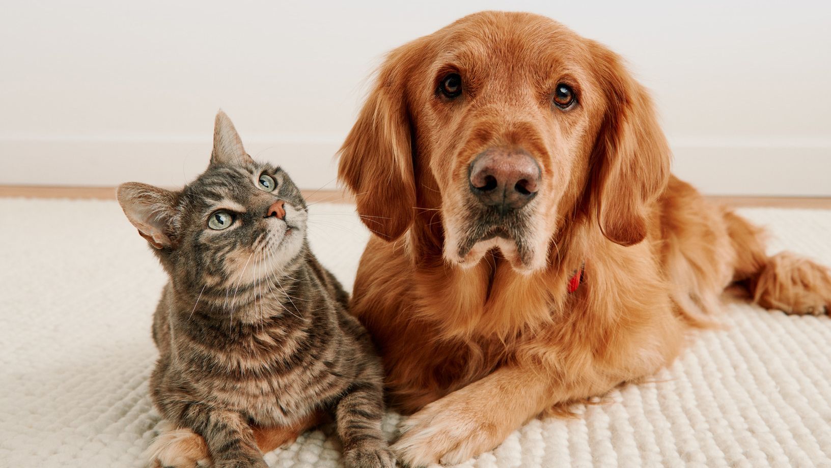Dog and cat lying together