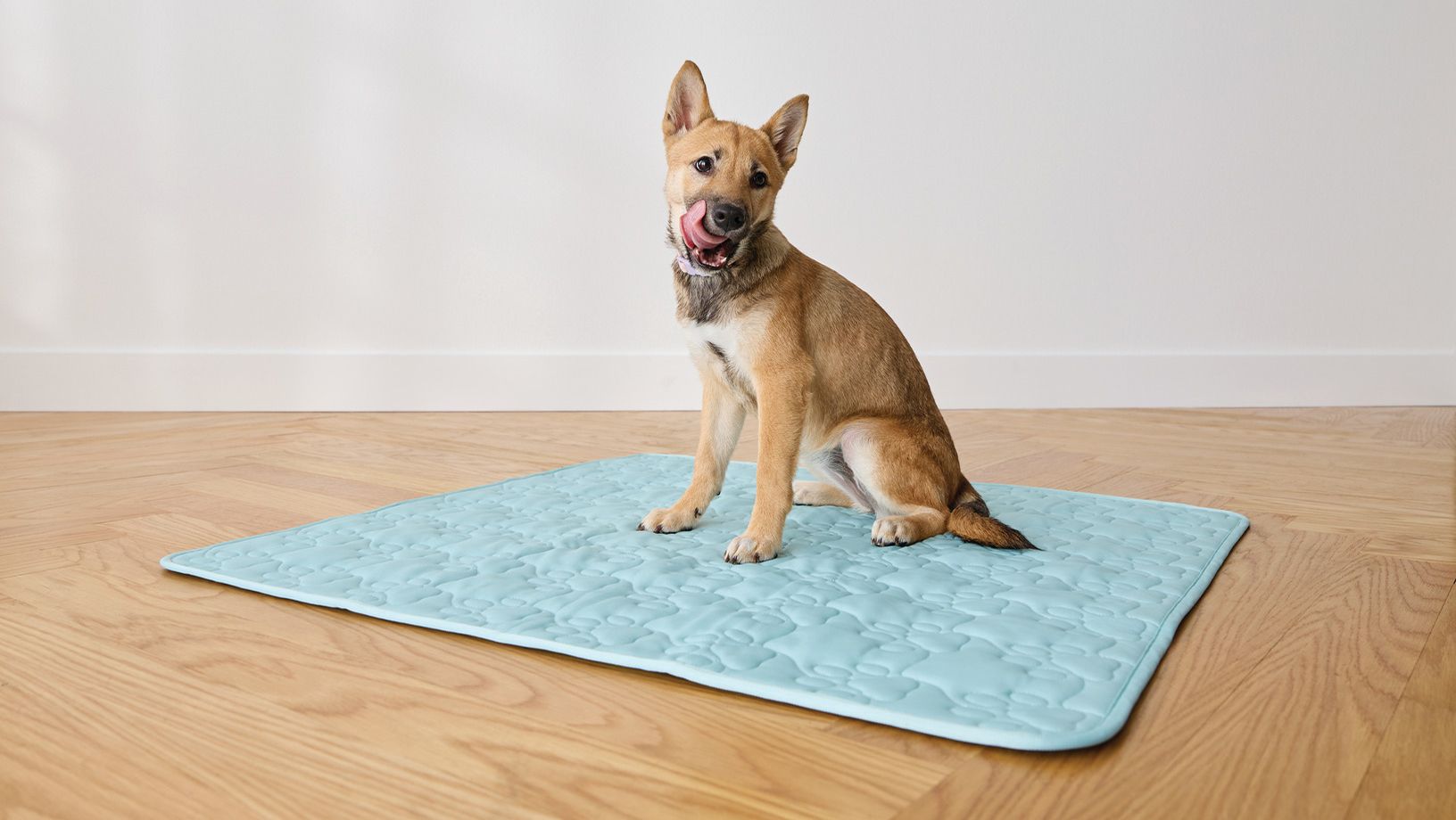 Dog using a puppy pee pad for indoor potty training