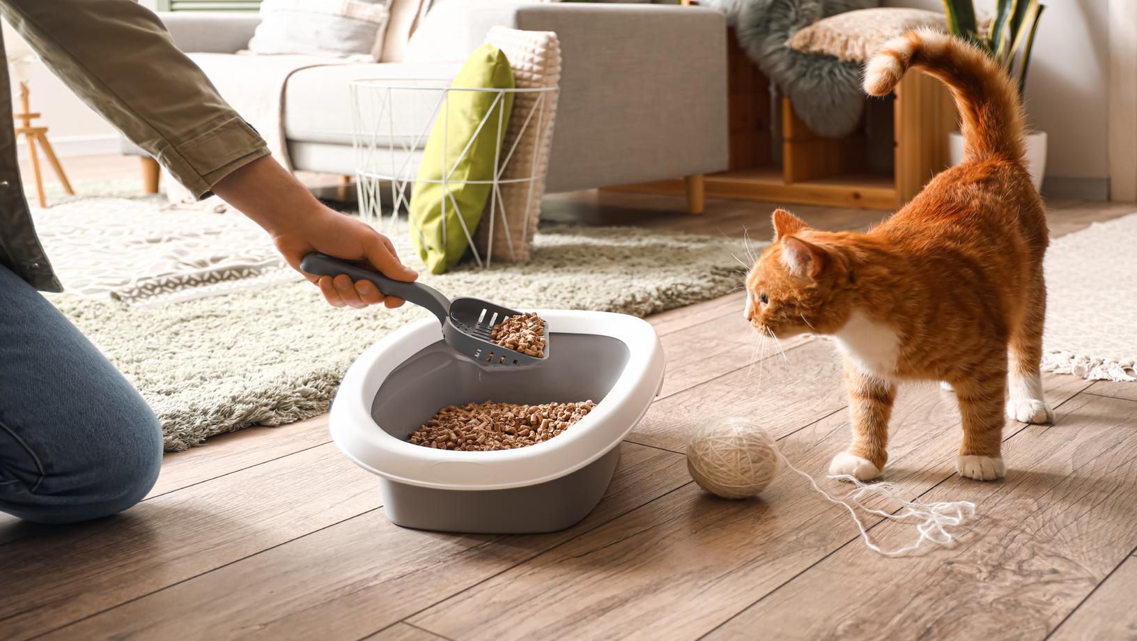 Person scooping a cat litter box while an orange cat watches nearby