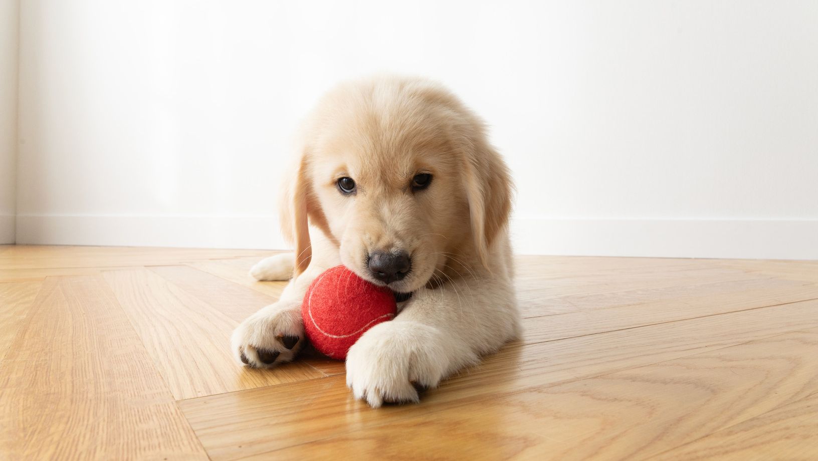 Puppy lying on the floor chewing a red tennis ball