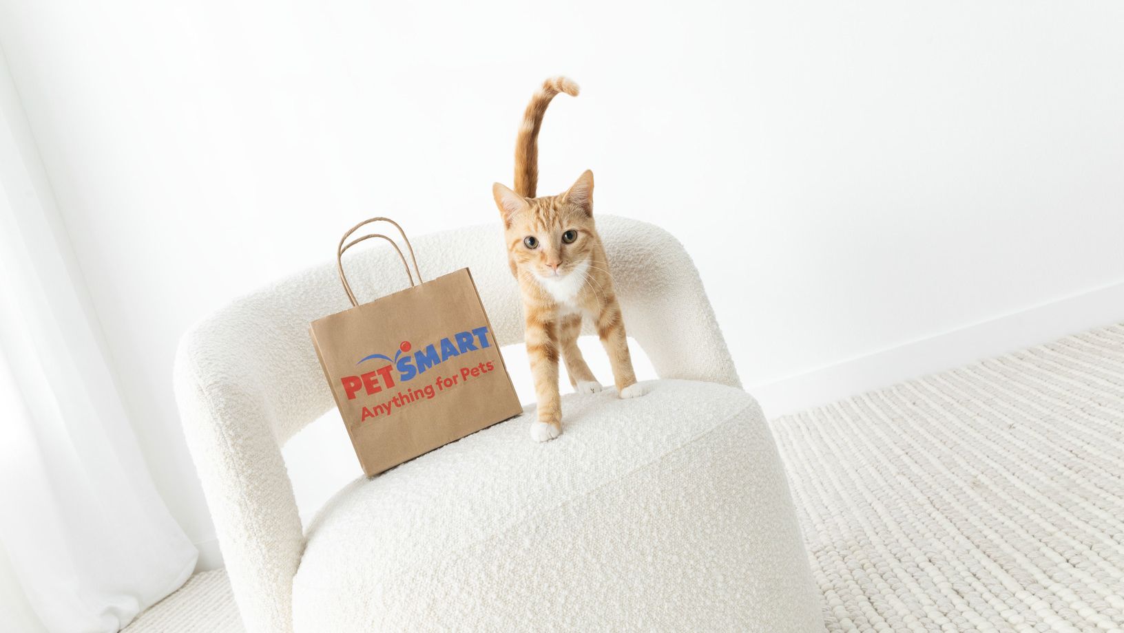Orange cat standing on a chair next to a PetSmart shopping bag