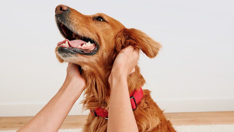 Owner holding a dog’s head while the dog smiles