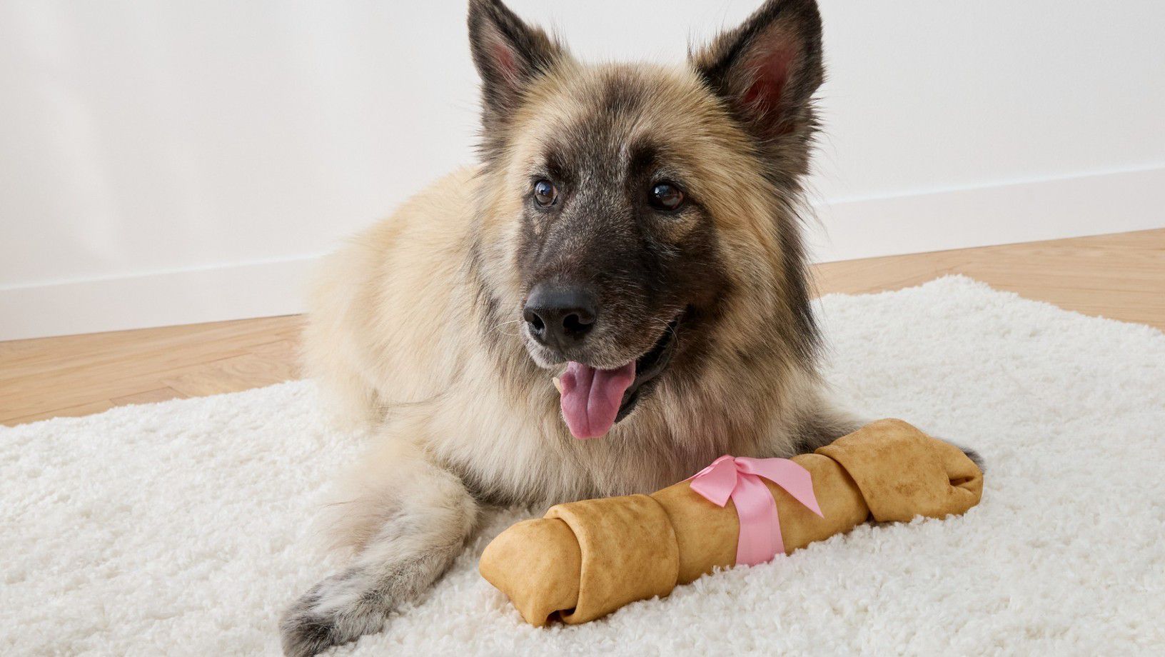 Dog lying on a rug with a dog chew