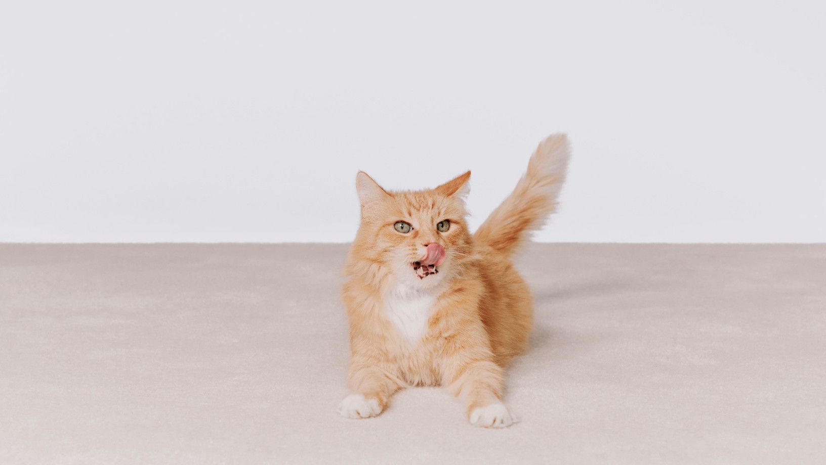 Orange tabby cat lying on the floor licking its lips